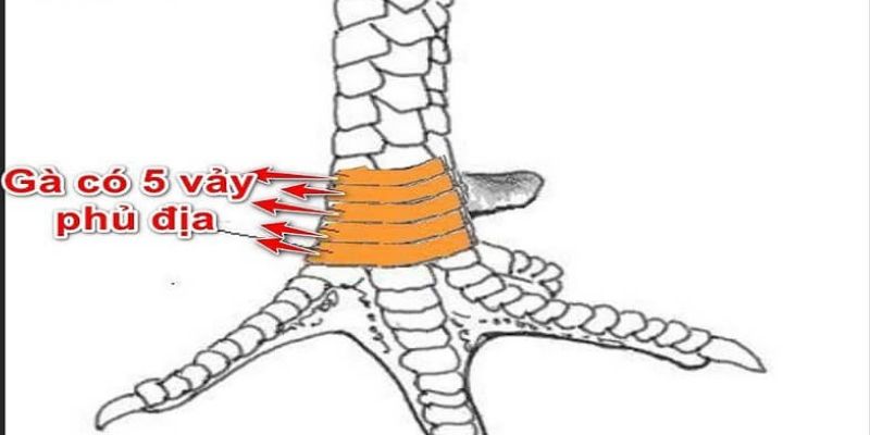 Ngũ quý là dòng vảy phủ địa quý hiếm và giá trị cao bậc nhất