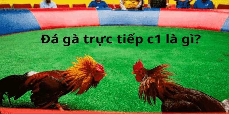 Đá gà trực tiếp C1