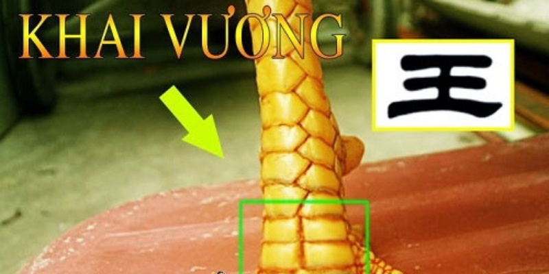 Dấu hiệu vảy gà Khai Vương