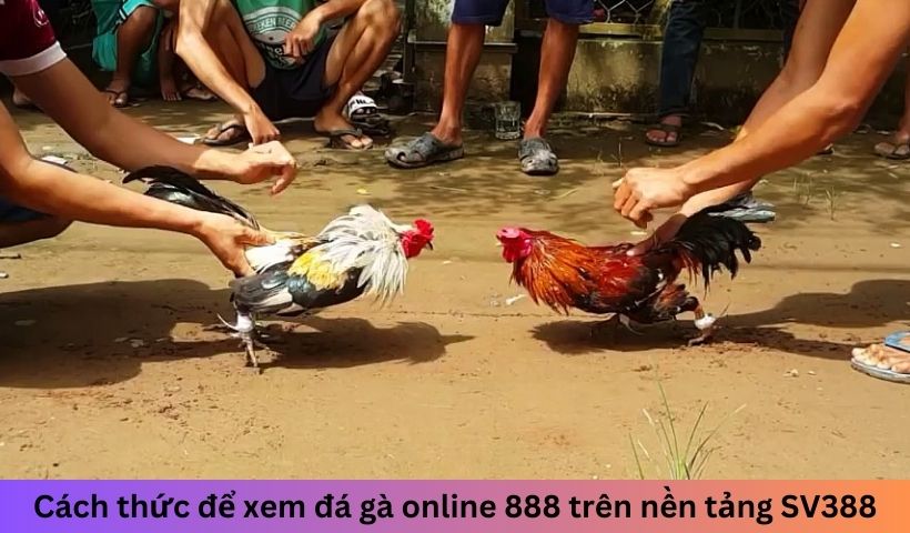 Cách thức để xem đá gà online 888 trên nền tảng SV388