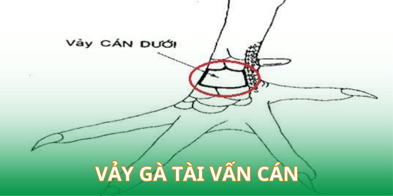 Vảy gà tài vấn cán với nhiều lớp đan chéo nhau